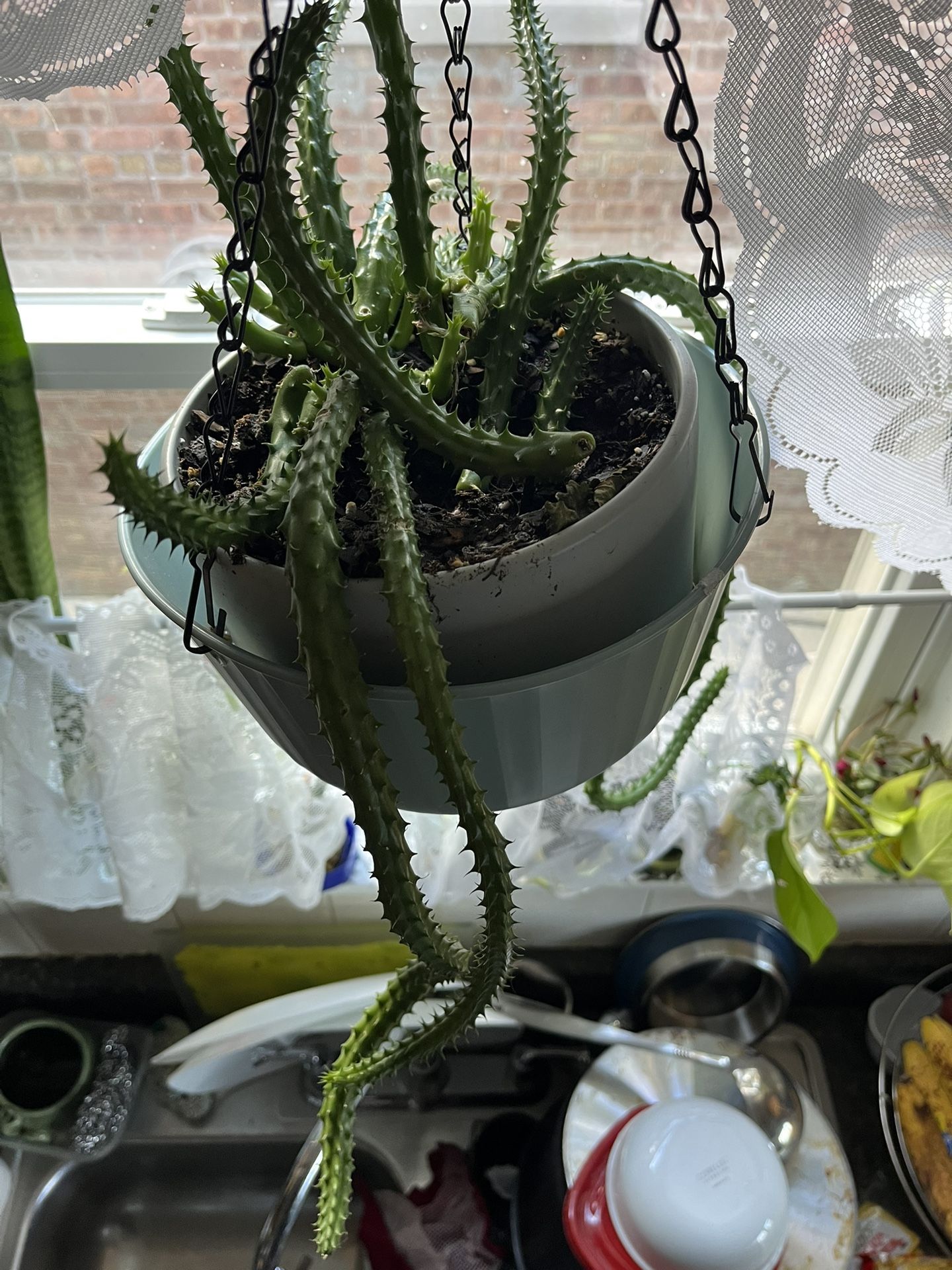 🐲Red Dragon plant🐲