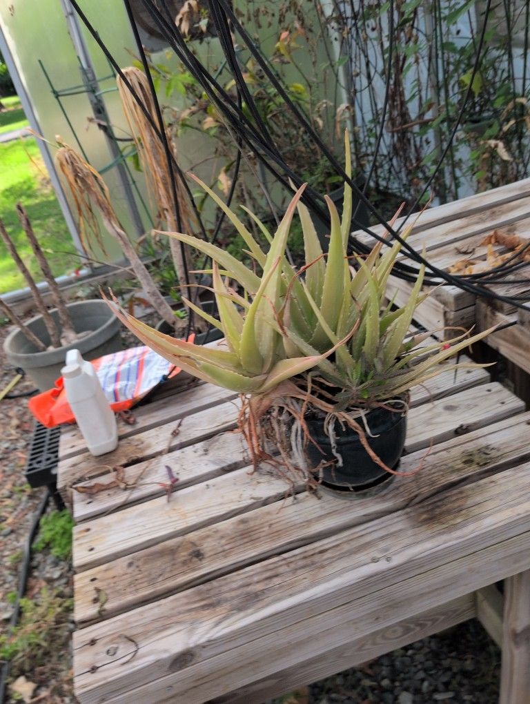 Aloe Vera
