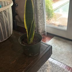 Snake Plant 