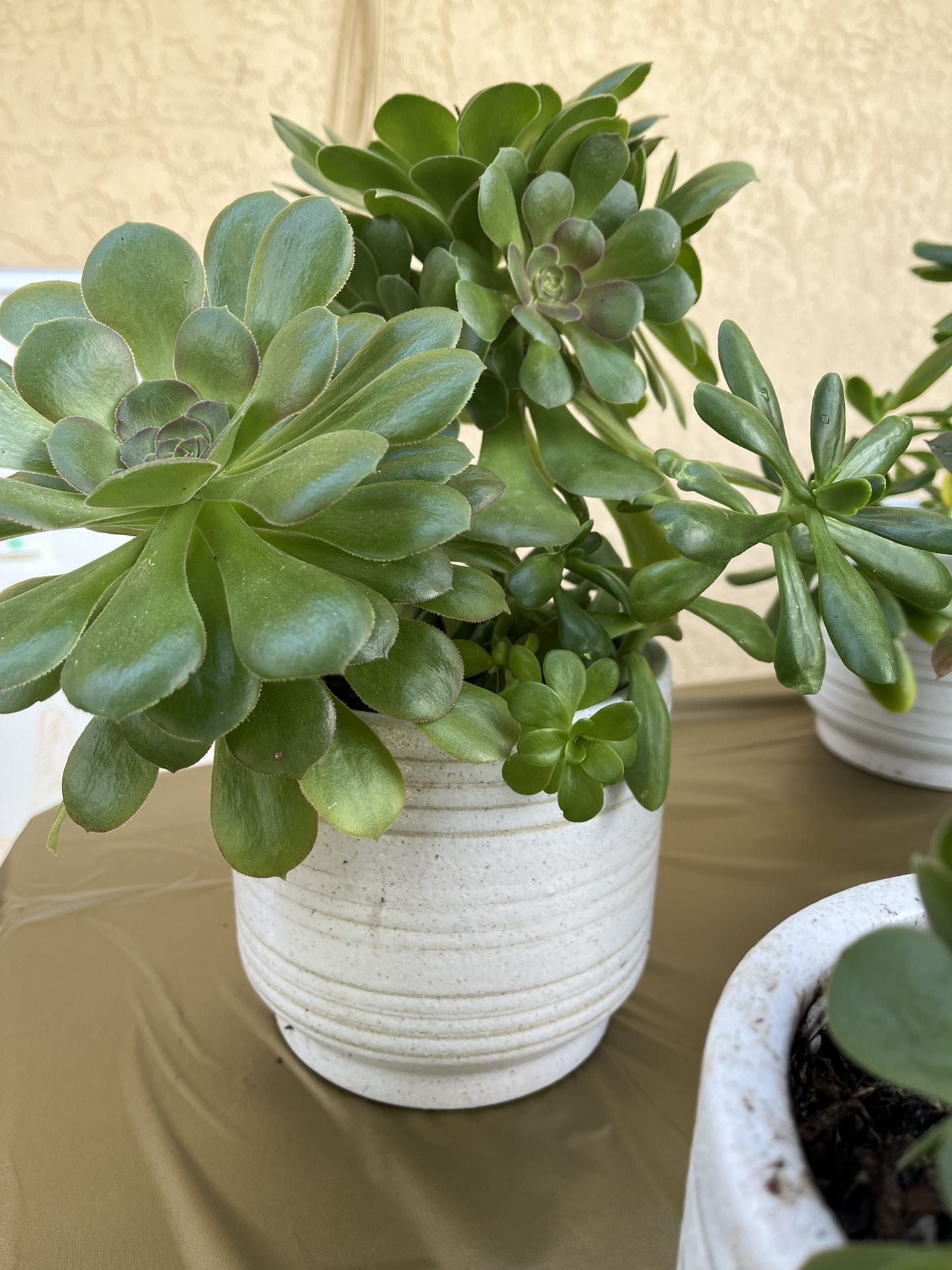 Succulents Plants New White Ceramic Pots