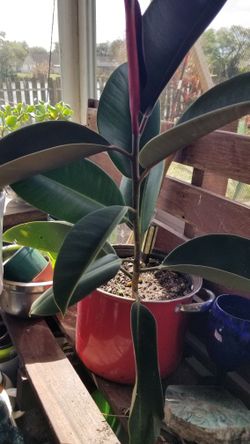 Rubber Tree in red cooking pot