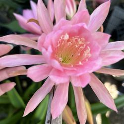 Epiphyllum
