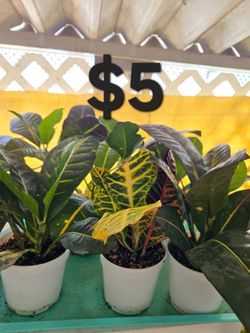 Croton Plants
