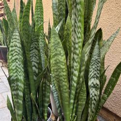 Snake Plants