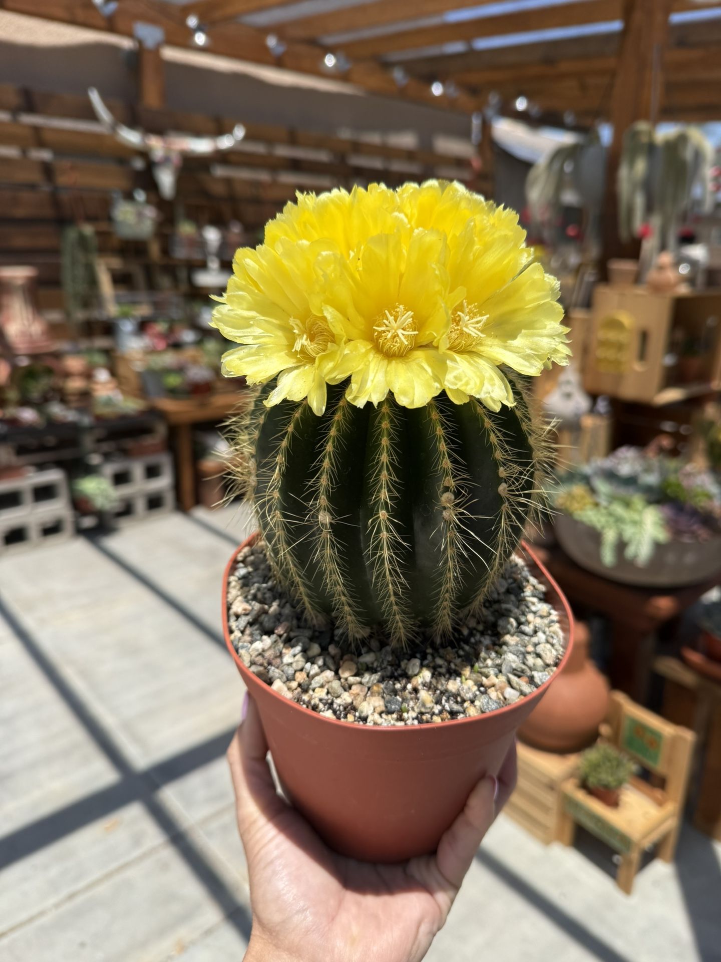 Notocactus Magnificus Balloon Cactus 6”