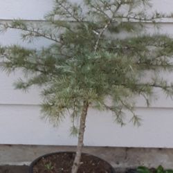 Cedrus Deodara Tree