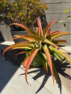 Van Balen’s Aloe (Aloe Vanbalenii) Large Succulent