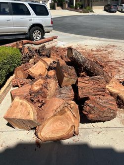 Free firewood eucalyptus tree