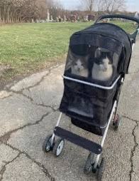Collapsable Dog/cat Stroller