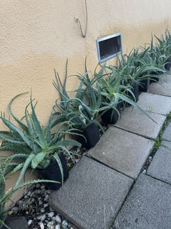 Aloe Vera Plants 