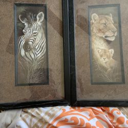 Pictures Of A Lion And A Zebra 