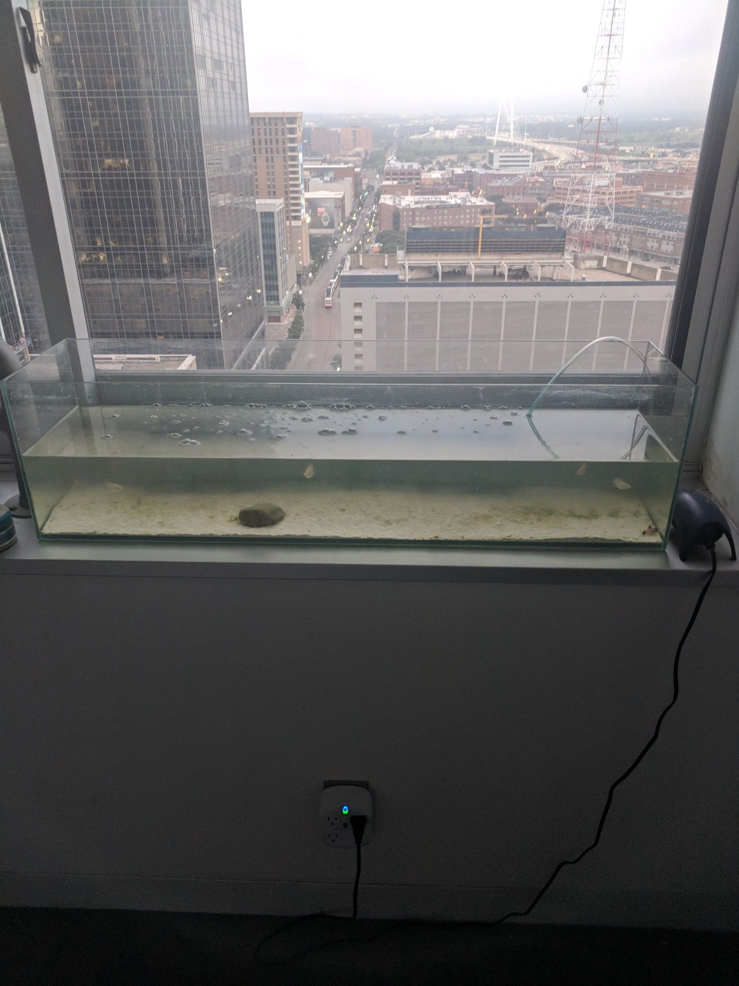 12 Gallon Rimless Tank and everything you need for a freshwater tank