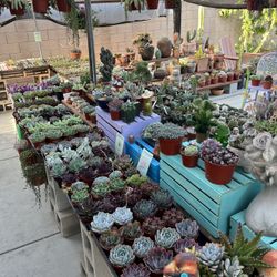 Cinco De Mayo Plant Sale! 