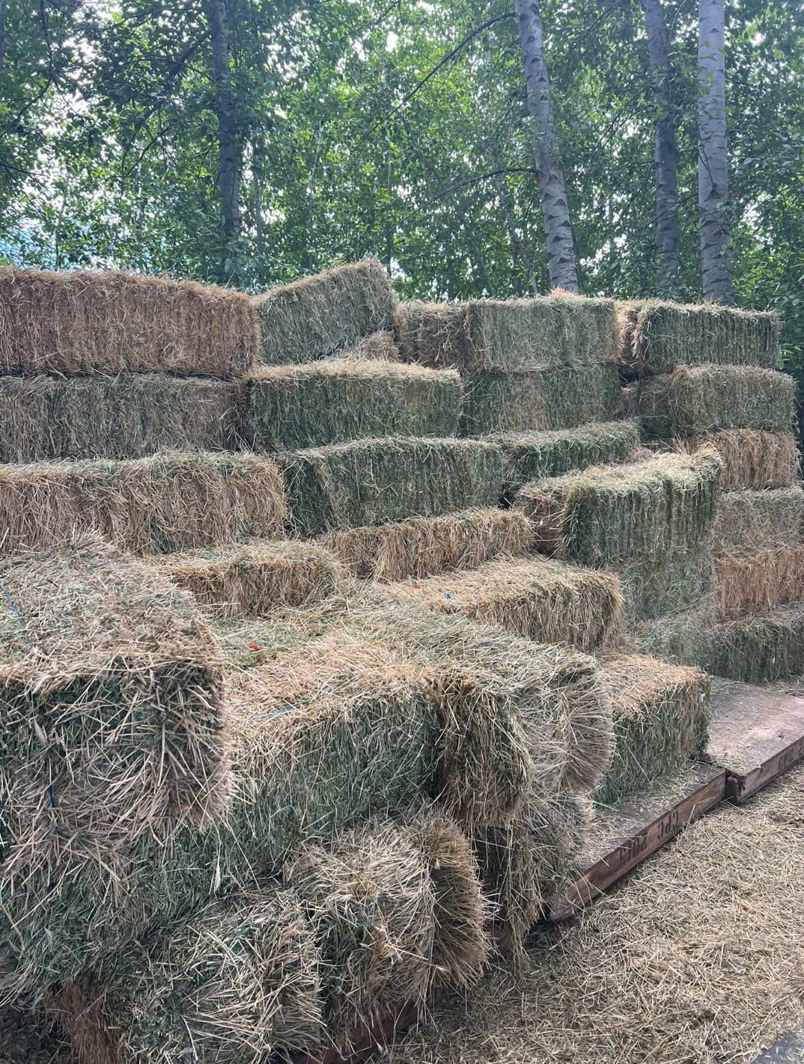 Hay/Alfalfa