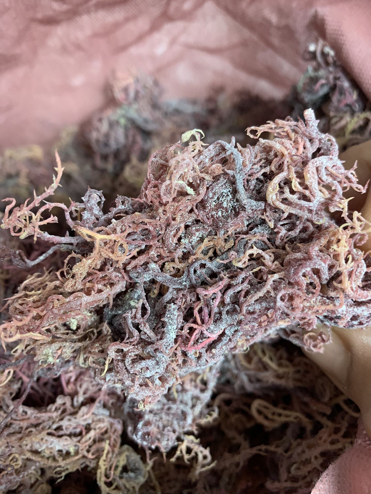 Sea Moss