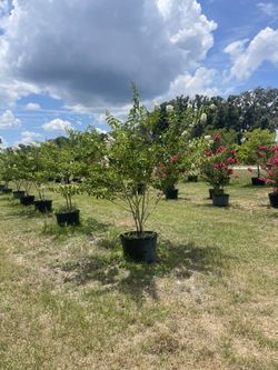 Natchez & Tuscarora Crape Myrtles 30 gallon 