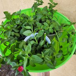 Full Sun Succulents.  $5 Each