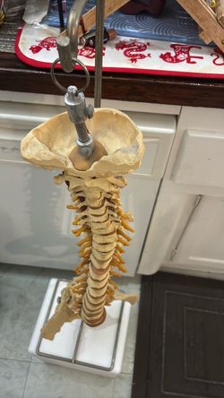 Human Spine Anatomical Model with Stand