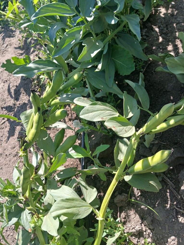 Avas Frescas Organicas Disponibles,Fava Beens