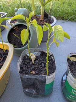 Red and yellow hot pepper trees