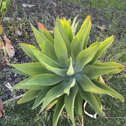 Succulent Fox Tail Agave (different sizes!)