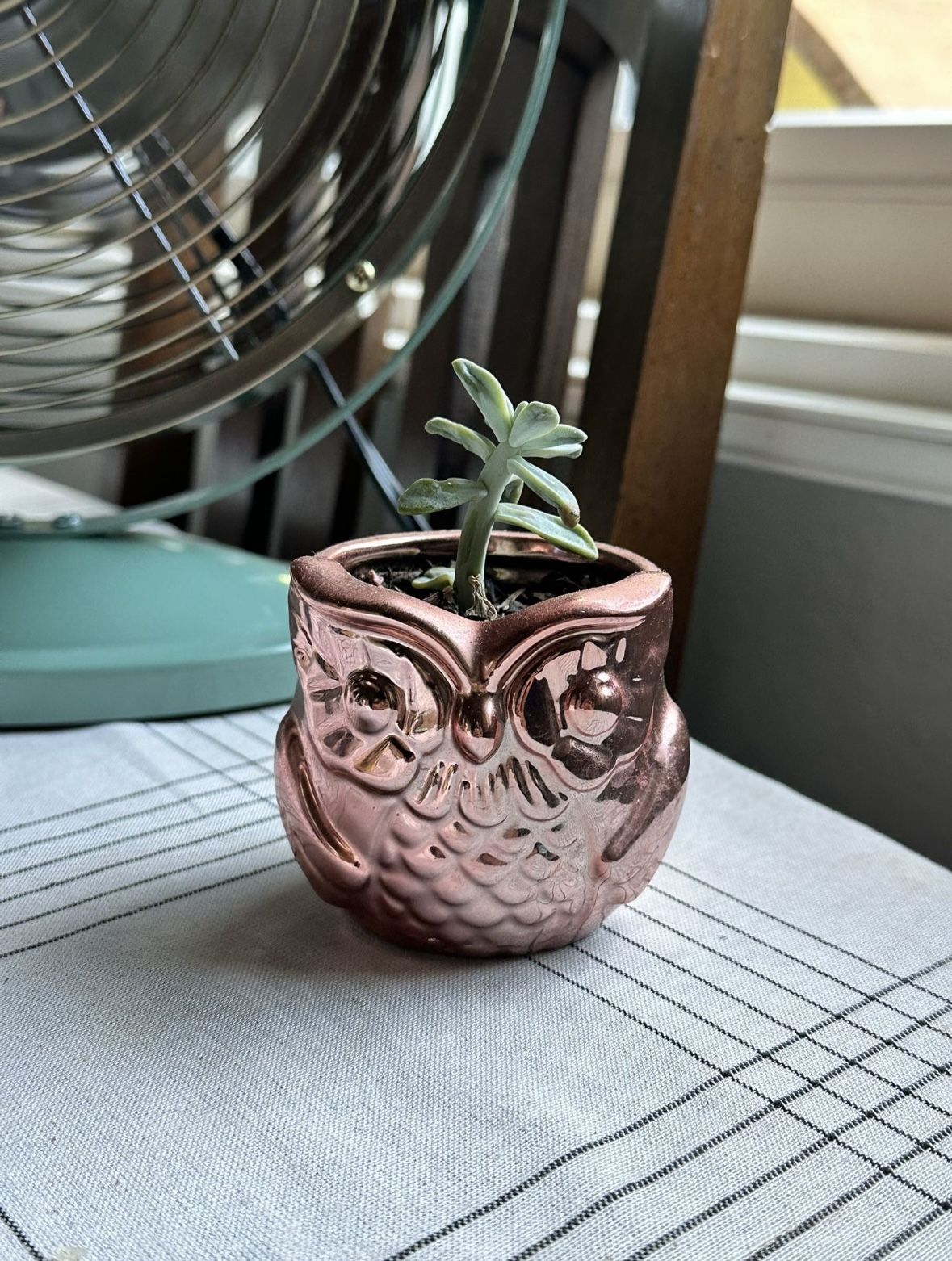 Small Owl 🦉 Planter Succulent 