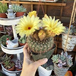 Parodia Apricus 4”