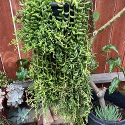 Banana String Plant