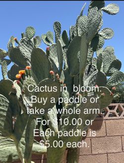 Succulents/Cactus