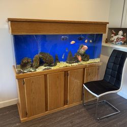 Fish Tank 