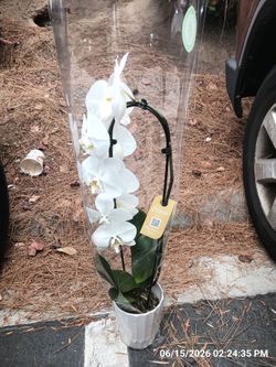 Orchids!