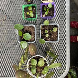 Pilea Peperomioides