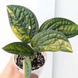 Collector's Plant: Monstera Karstenianum Peru Variegated 4" Pot -  Indoor House Plants