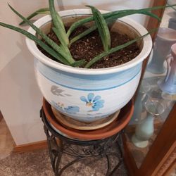 3 Aloe Plants In One Pot. $15