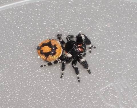 (Bold Jumpers)Phidippus audax