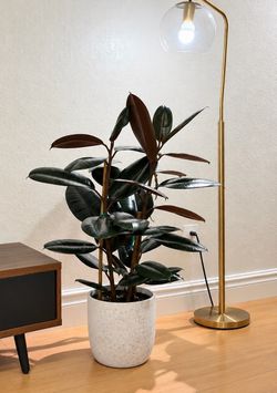 Beautiful Burgundy Rubber Plant – Large, Healthy & Glossy Leaves