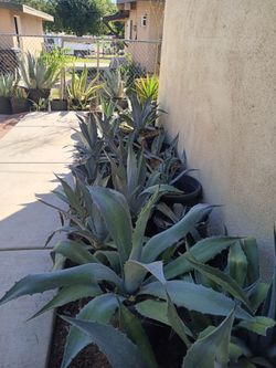 Blue Agave
