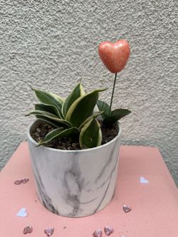 Starfish Snake Plant Valentines Gift 