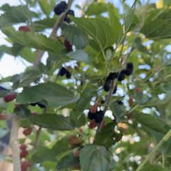 Dwarf  Mulberry Tree Árbol De Mora 
