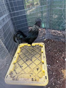 Fake Rooster Box