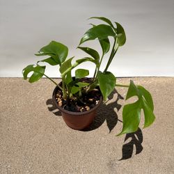 Mini Monstera for sale