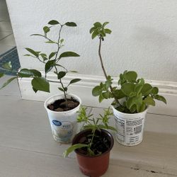 Lemon 🍋 Tree Plant, Oregano And Recao All 3 For $8