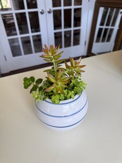 Mixed Succulent Arrangement in 6” Ceramic Pot – $50