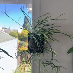 Mounted Rhipsalis 