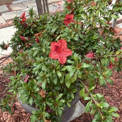 Coral Azalea bush 15 gallons pot. Pick up El Monte . Cash only .