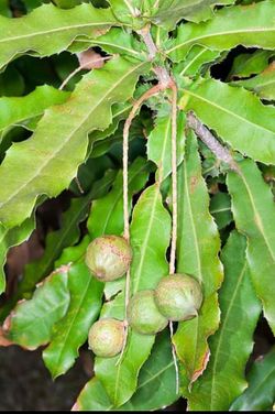 Macadamia Nut Tree
