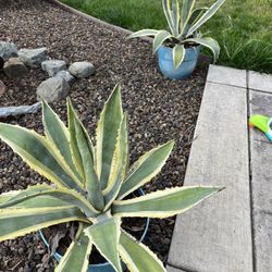 Cactus Plants With Pots