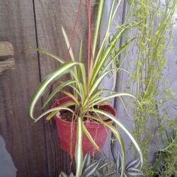 Spider Plant 