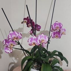 Orchid