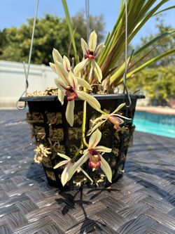 Pendulum Cymbidium Dayanum, Blooming.